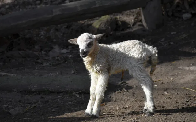 Jehně ovce valašky. Foto: Se svolením Zoologické zahrady Jihlava