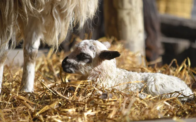 Jehně ovce valašky. Foto: Se svolením Zoologické zahrady Jihlava