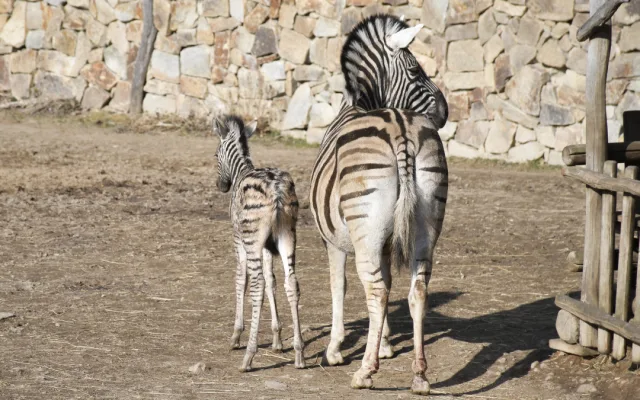 Mládě zebry Burchellovy. Foto: Se svolením Zoologické zahrady Jihlava
