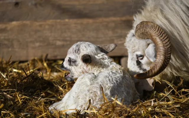 Jehně ovce valašky. Foto: Se svolením Zoologické zahrady Jihlava