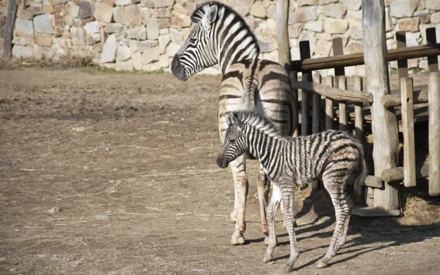 Mládě zebry Burchellovy. Foto: Se svolením Zoologické zahrady Jihlava