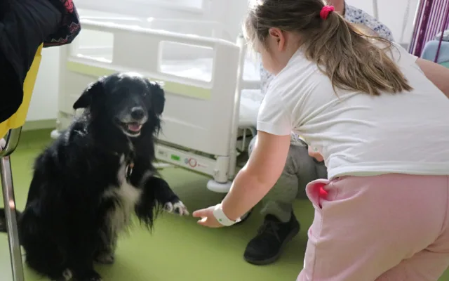 Za pacienty do novoměstské nemocnice chodí čtyřnohý lékař lidských duší. Foto: Se svolením Nemocnice Nové Město na Moravě