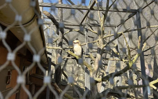 VIDEO: Konec prázdnin v Zoo Jihlava. Snové počasí, davy návštěvníků a nahřáté zvířecí kožíšky