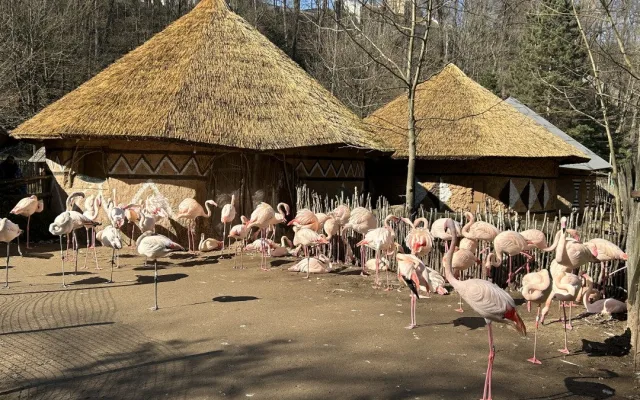 VIDEO: Konec prázdnin v Zoo Jihlava. Snové počasí, davy návštěvníků a nahřáté zvířecí kožíšky