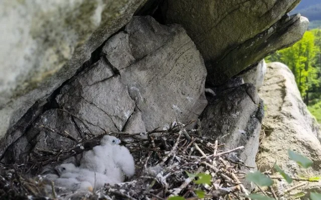 Ve Žďárských vrších mají sokoli dvě mláďata, předtím tam nehnízdili desítky let