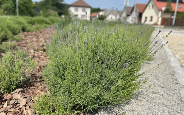 Obec Cejle, která získala ve Vesnici roku Zelenou stuhu, foto: Lenka Dvořáková