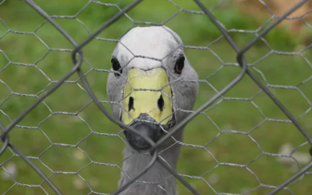 FOTO: Vstup za korunu, nebo komentovaná krmení zvířat. Prázdniny lákají do zoo