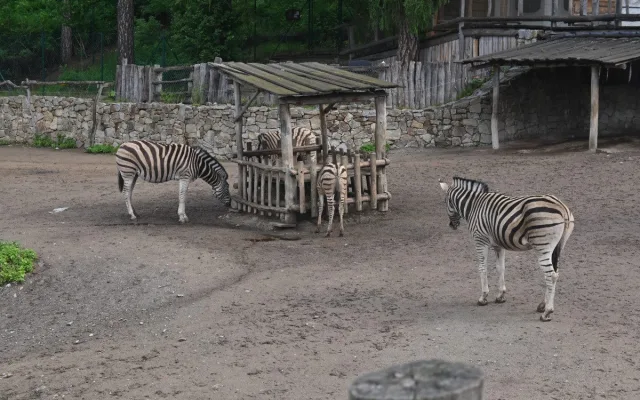 FOTO: Vstup za korunu, nebo komentovaná krmení zvířat. Prázdniny lákají do zoo