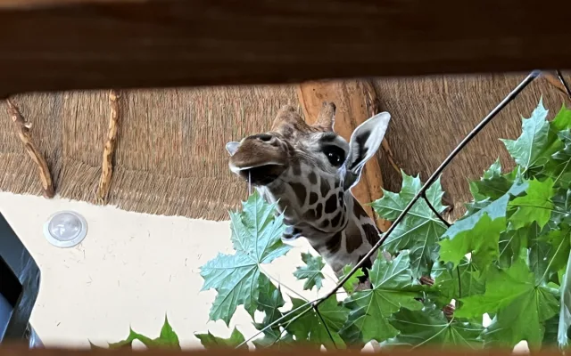 VIDEO: Zoo Jihlava nebyla bez žiraf dlouho. Přijel sedmiletý samec žirafy núbijské