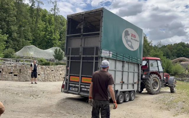 VIDEO: Zoo Jihlava nebyla bez žiraf dlouho. Přijel sedmiletý samec žirafy núbijské