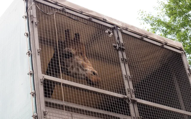 VIDEO: Zoo Jihlava nebyla bez žiraf dlouho. Přijel sedmiletý samec žirafy núbijské