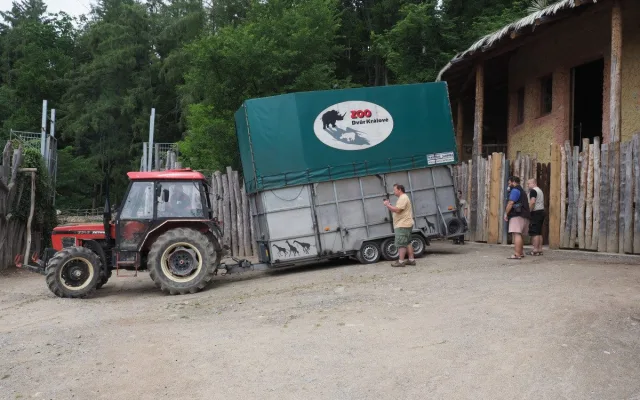 VIDEO: Zoo Jihlava nebyla bez žiraf dlouho. Přijel sedmiletý samec žirafy núbijské