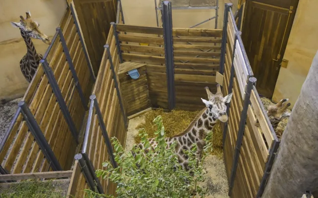 Do jihlavské zoologické zahrady přijely tři žirafy. Cestovaly v předklonu