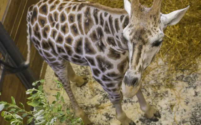 Do jihlavské zoologické zahrady přijely tři žirafy. Cestovaly v předklonu