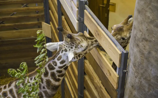 Do jihlavské zoologické zahrady přijely tři žirafy. Cestovaly v předklonu
