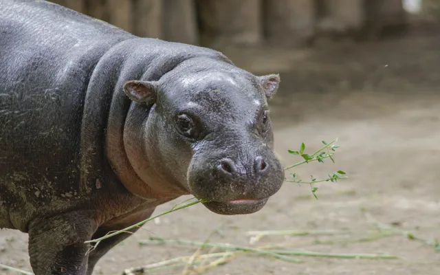 Objevte Zoo Jihlava jako nikdy dřív, a to s novou aplikací