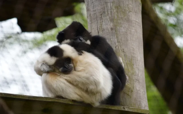 Objevte Zoo Jihlava jako nikdy dřív, a to s novou aplikací