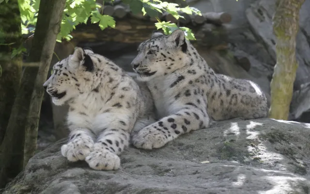 Objevte Zoo Jihlava jako nikdy dřív, a to s novou aplikací