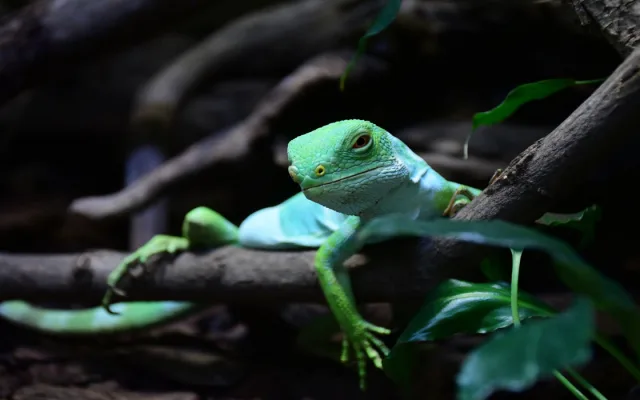 Objevte Zoo Jihlava jako nikdy dřív, a to s novou aplikací