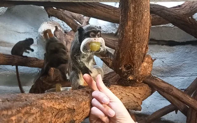 VIDEO: Drápkaté opičky si pochutnaly na hroznovém vínu. Nakrmit je může kdokoliv