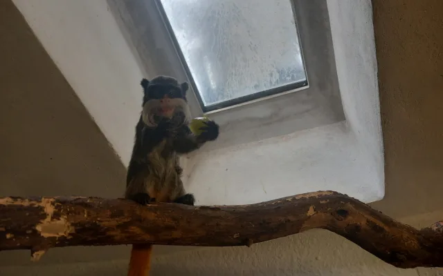 VIDEO: Drápkaté opičky si pochutnaly na hroznovém vínu. Nakrmit je může kdokoliv