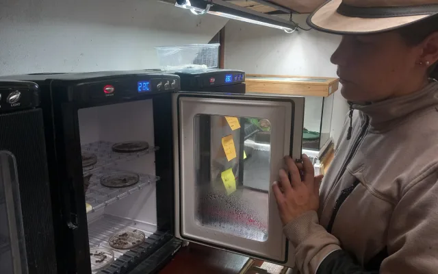 VIDEO: Drápkaté opičky si pochutnaly na hroznovém vínu. Nakrmit je může kdokoliv