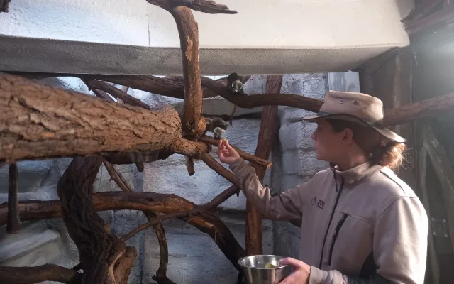 VIDEO: Drápkaté opičky si pochutnaly na hroznovém vínu. Nakrmit je může kdokoliv
