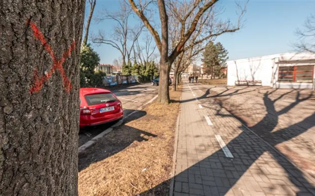 Stromy označené ke kácení, březen 2025 (foto: Město Jihlava)