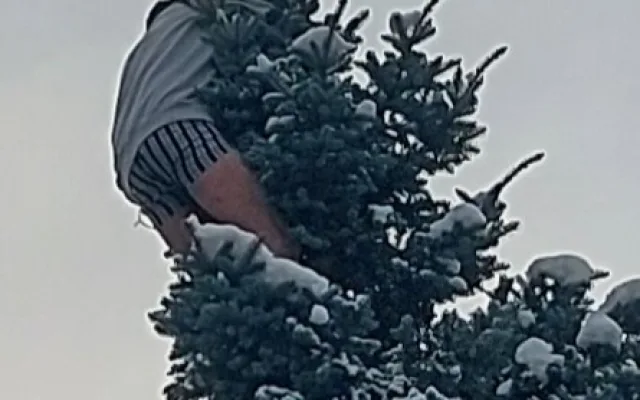 Muž se kolem půlnoci svlékl a vylezl na strom v centru Jihlavy. Pomoci se bránil. Foto: Se svolením Policie ČR