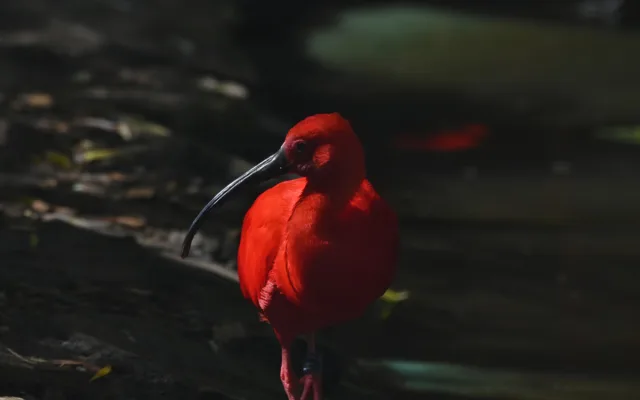 FOTO: Návštěvnost zoo v Jihlavě zřejmě překoná loňský rok, rekord však asi nepadne