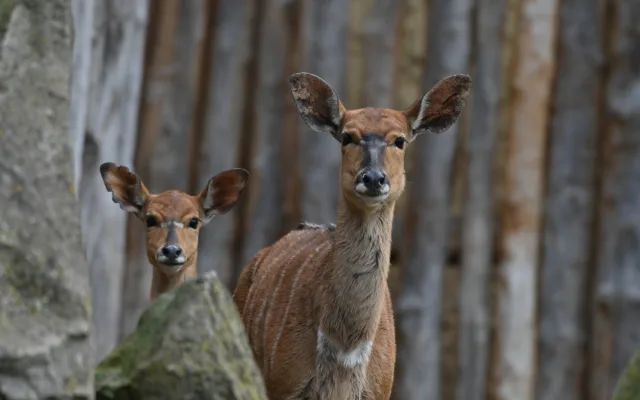 FOTO: Návštěvnost zoo v Jihlavě zřejmě překoná loňský rok, rekord však asi nepadne
