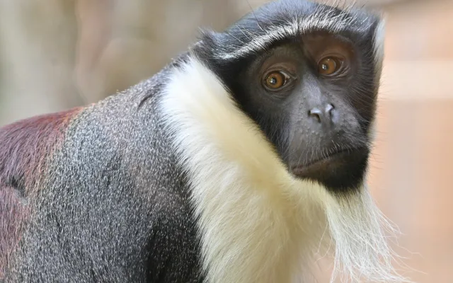 FOTO: Návštěvnost zoo v Jihlavě zřejmě překoná loňský rok, rekord však asi nepadne