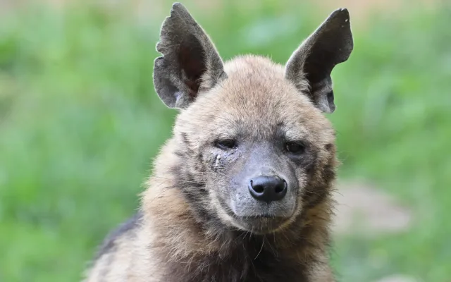 FOTO: Návštěvnost zoo v Jihlavě zřejmě překoná loňský rok, rekord však asi nepadne