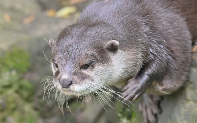 FOTO: Návštěvnost zoo v Jihlavě zřejmě překoná loňský rok, rekord však asi nepadne
