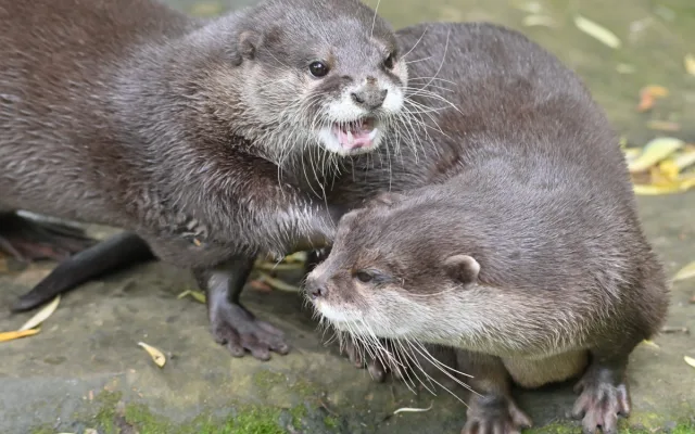 FOTO: Návštěvnost zoo v Jihlavě zřejmě překoná loňský rok, rekord však asi nepadne