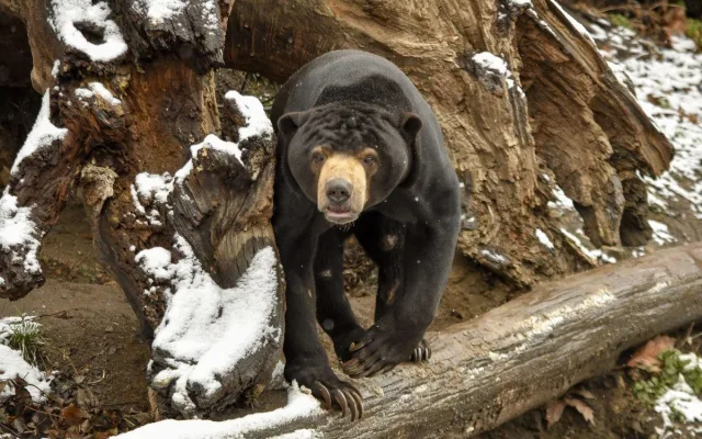 Zima v Zoo Jihlava: Irbis září, plameňáci šetří teplo, panda si užívá sníh