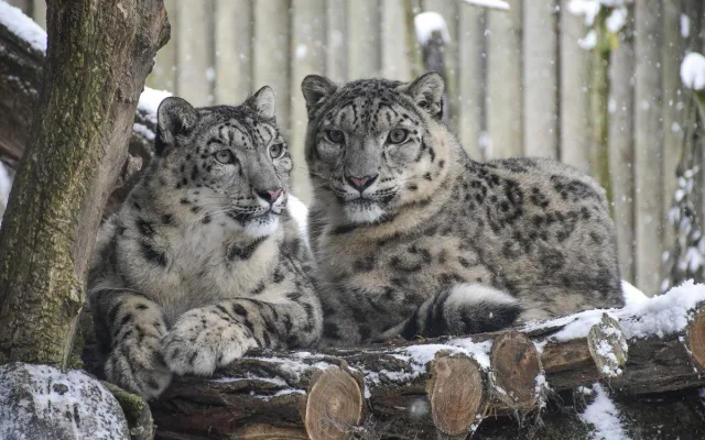 Zima v Zoo Jihlava: Irbis září, plameňáci šetří teplo, panda si užívá sníh
