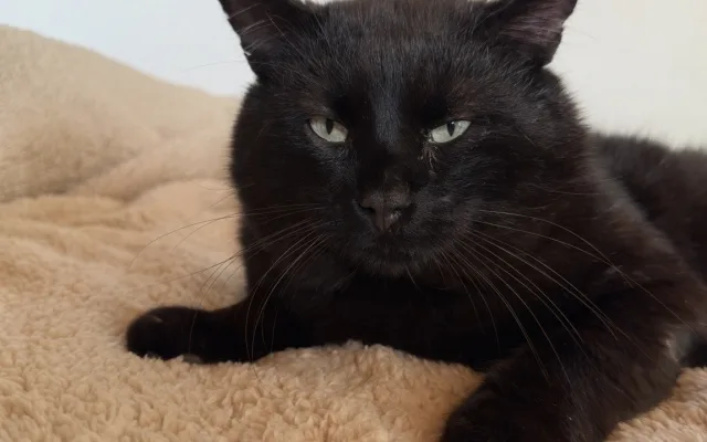 Někdo postřelil Henryho! Po roce je kocourek opět hravý, nedůvěra ale zůstává