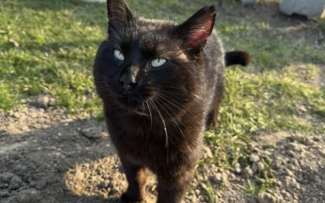 Někdo postřelil Henryho! Po roce je kocourek opět hravý, nedůvěra ale zůstává
