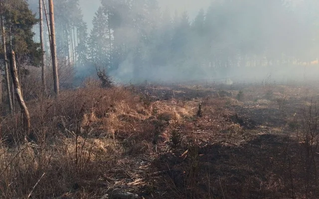 FOTO: Na Žďársku hořelo šest hektarů lesa. Požár zaměstnal 11 jednotek