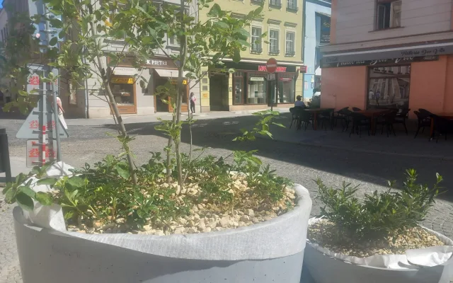 ANKETA: Nepříliš vysoké stromy a hnízda laviček oživují ulice v centru Jihlavy