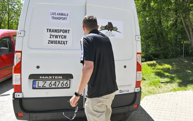 VIDEO: Jihlavská zoo předala do Polska dva ze tří odchovaných aligátorů čínských