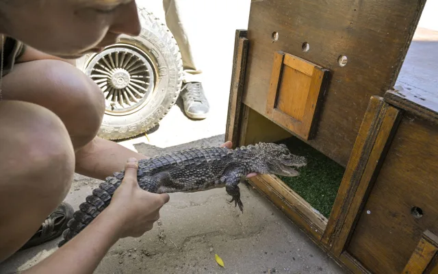 VIDEO: Jihlavská zoo předala do Polska dva ze tří odchovaných aligátorů čínských