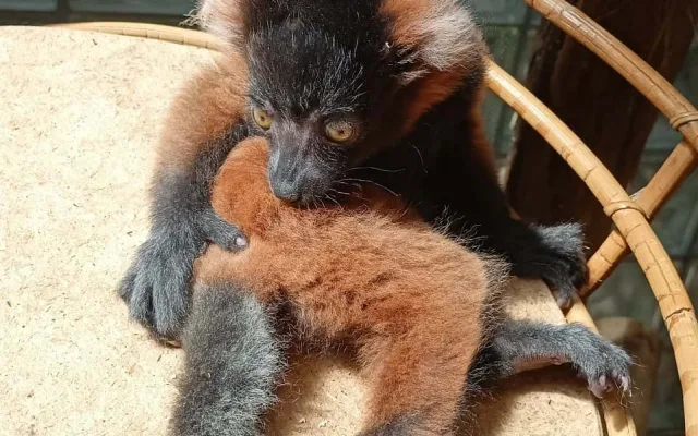 Vari červený. Foto: Zoo Jihlava