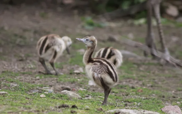 Nandu pampový. Foto: Zoo Jihlava