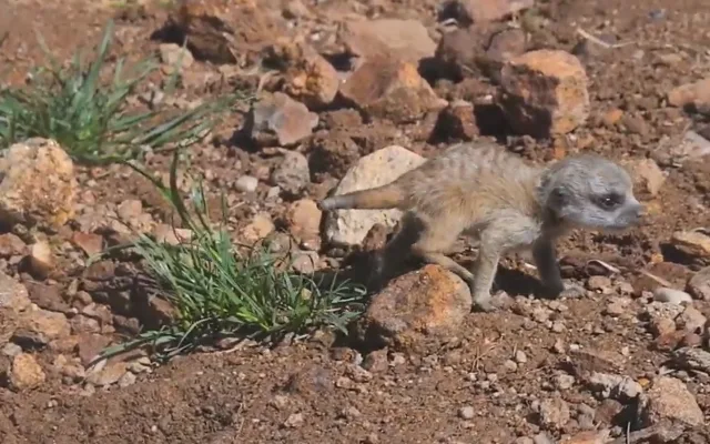 Surikata. Foto: Zoo Jihlava (video)