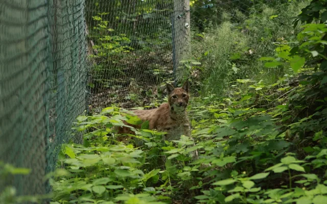 FOTO, VIDEO: Jihlavská zoo se po dvou letech vrátila k chovu rysů, pár dostala z Německa