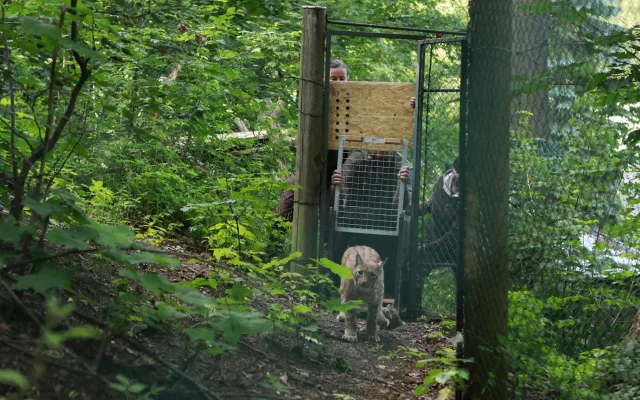 FOTO, VIDEO: Jihlavská zoo se po dvou letech vrátila k chovu rysů, pár dostala z Německa