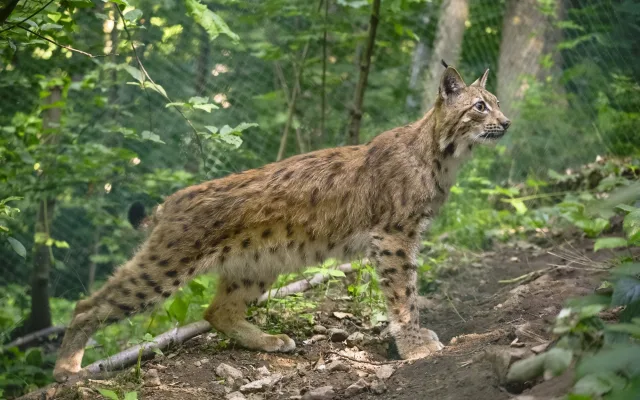 FOTO, VIDEO: Jihlavská zoo se po dvou letech vrátila k chovu rysů, pár dostala z Německa