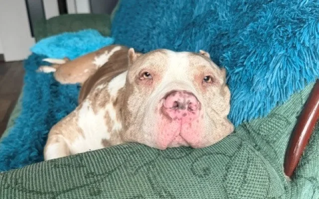 Daisy našla přes inzerát na internetu, teď u ní řeší vážné zdravotní problémy